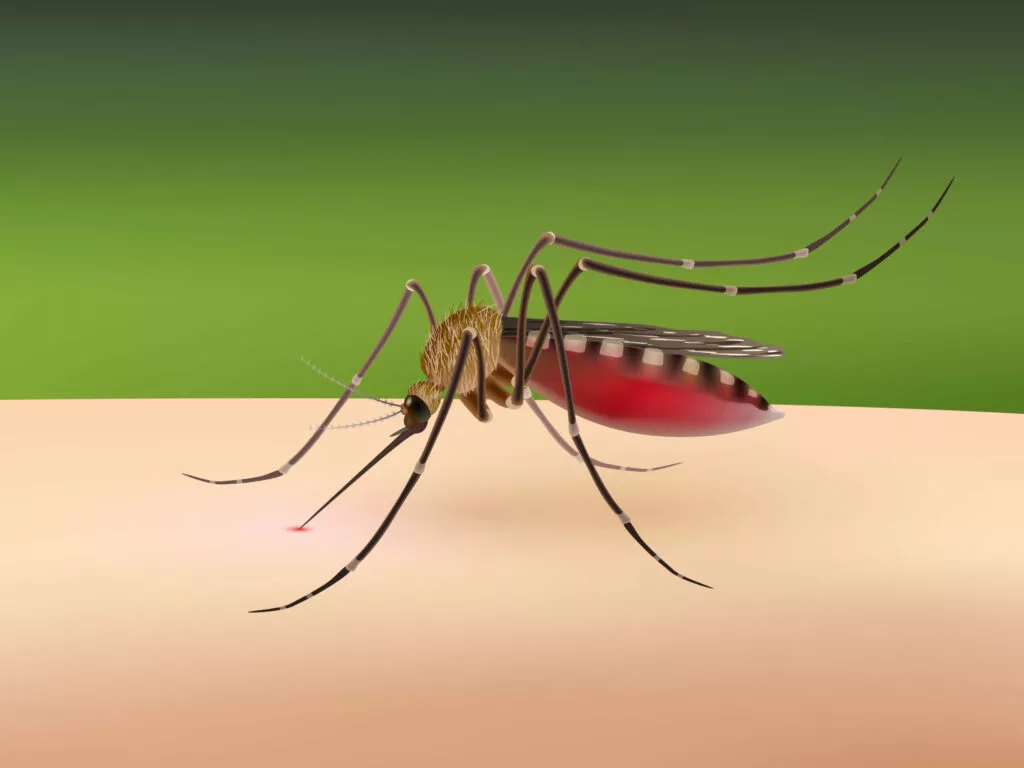 Dengue Fever Platelet Count