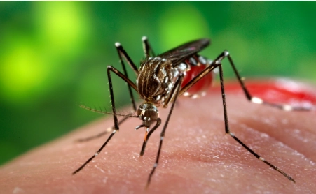 dengue