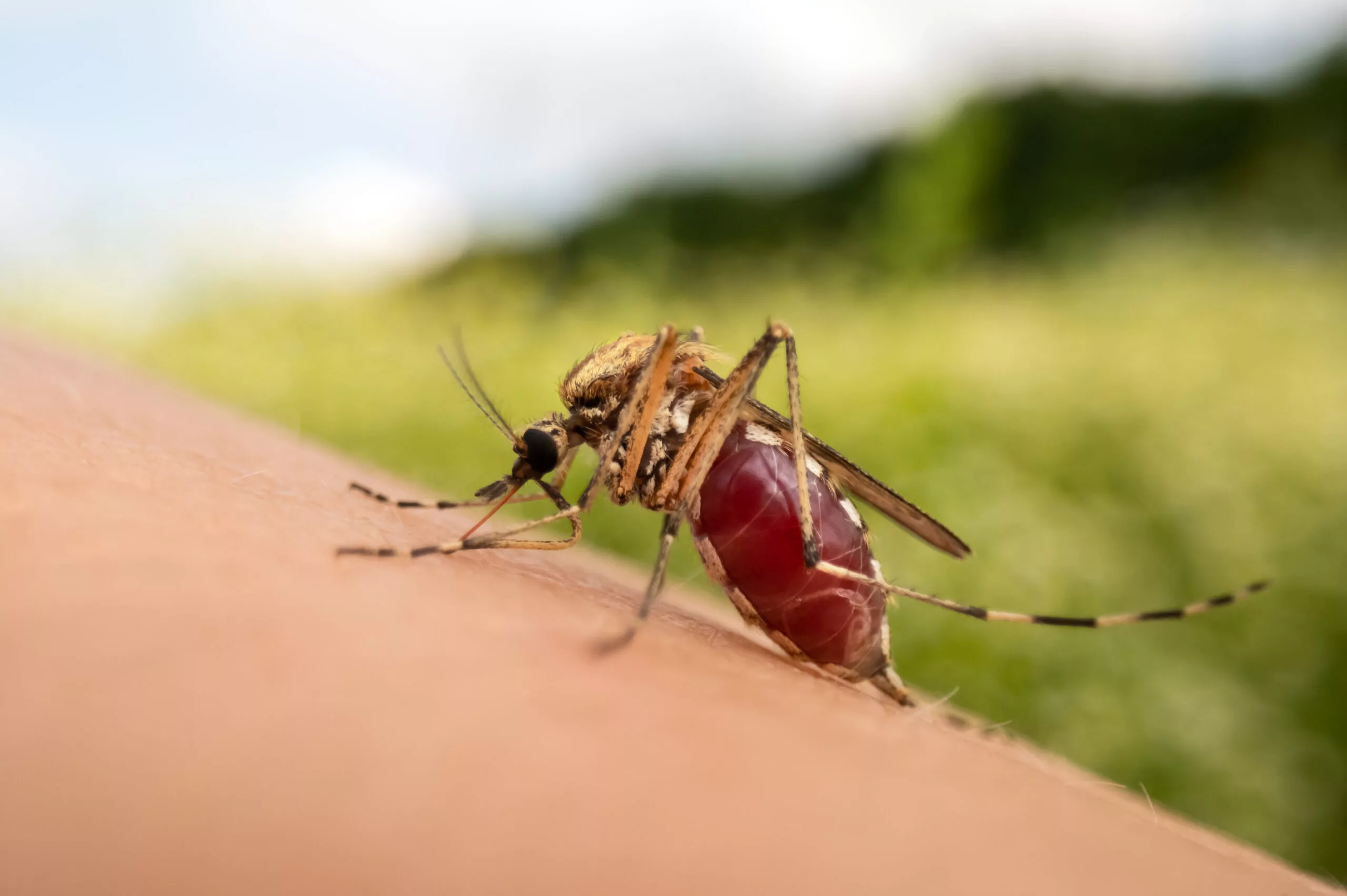 Symptoms of Dengue and Malaria